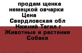 продам щенка немецкой овчарки. › Цена ­ 3 500 - Свердловская обл., Нижний Тагил г. Животные и растения » Собаки   